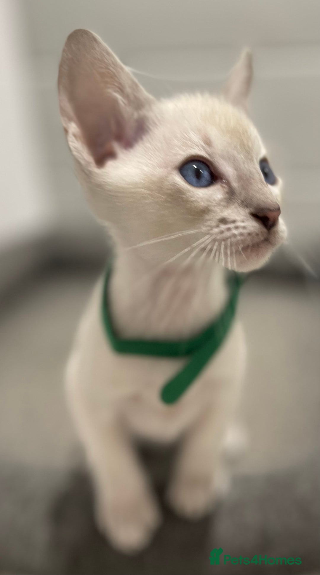 Siamese cats for sale: GCCF Registered Traditional Siamese Kittens.  - Image 19