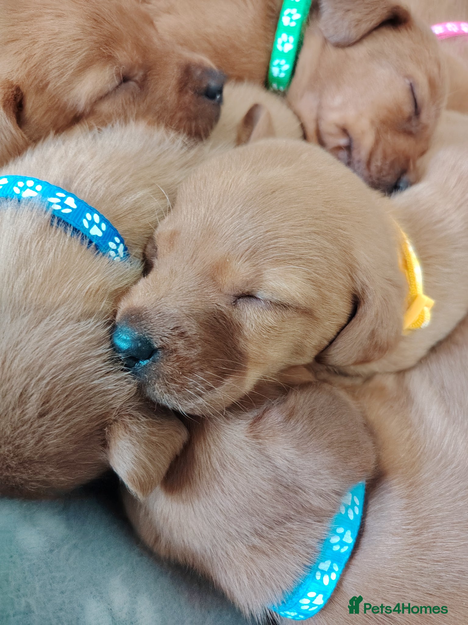 Labrador Retriever dogs Fox Red Pups - Advert 2