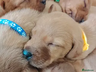 Labrador Retriever dogs Fox Red Pups - Advert 2