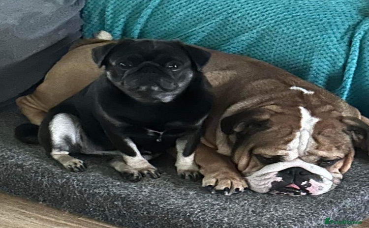 English Bulldog dogs in Plymouth - Advert 1