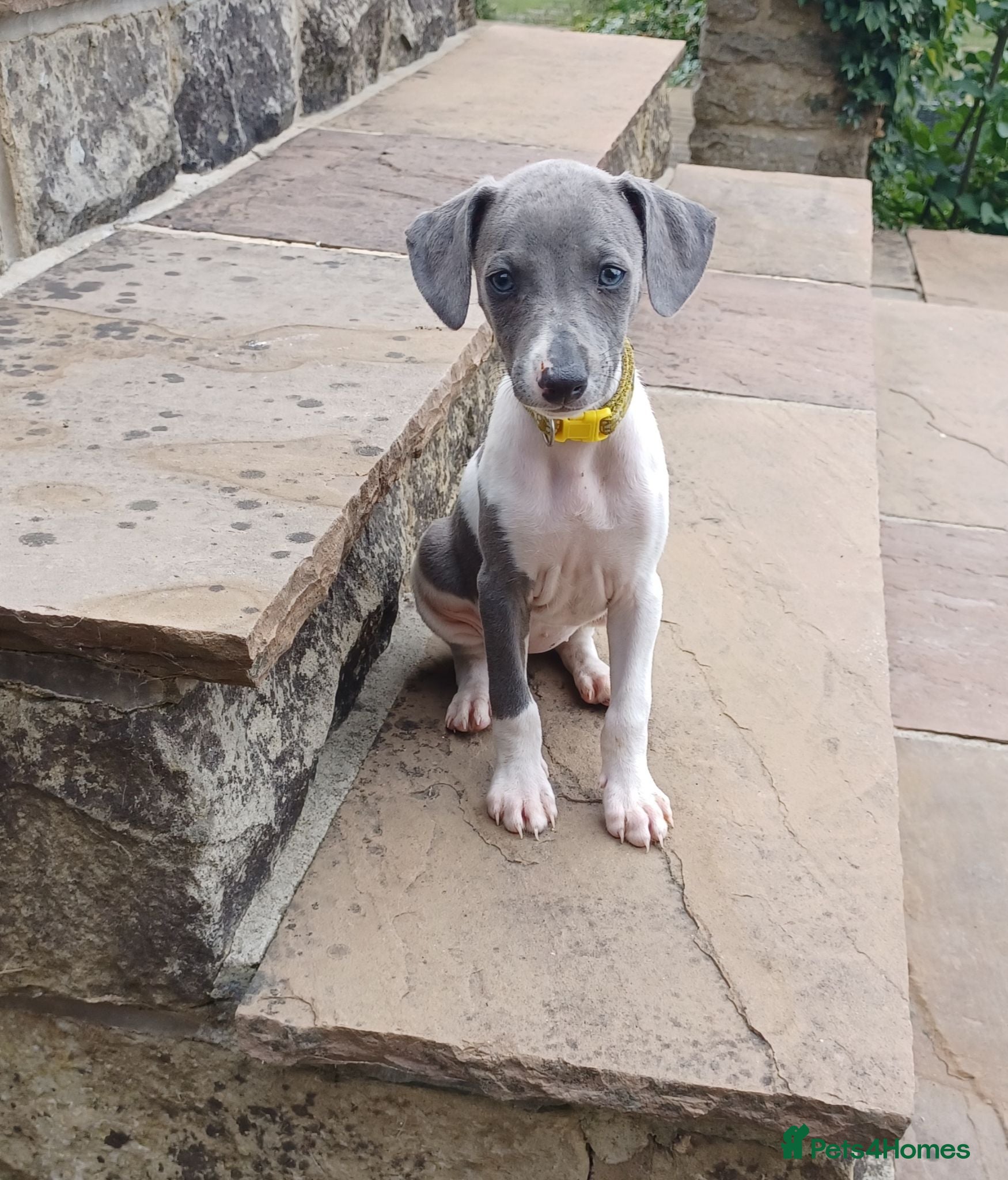 Whippet dogs Beautiful RKC Registered Puppies - Advert 7