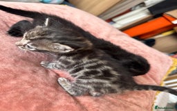 Bengal cats for sale: 4 pure bangal and 5 bengal x kittens - Image 1