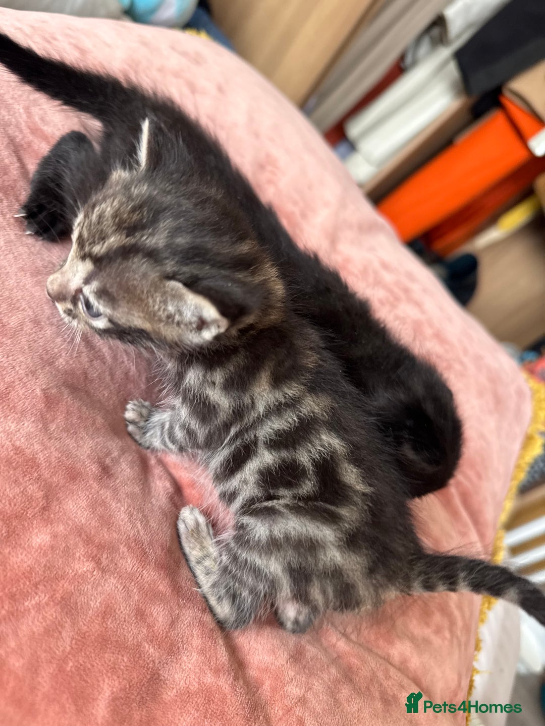 Bengal cats for sale: 4 pure bangal and 5 bengal x kittens - Image 1
