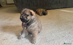 Chow Chow dogs for sale: Puppies looking for new home - Image 18