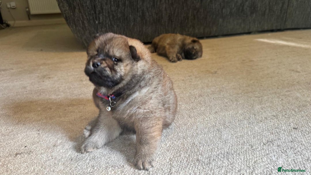 Chow Chow dogs for sale: Puppies looking for new home - Image 18