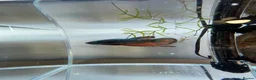 Bettas fish for sale: Betta sale!!  - Advert 3