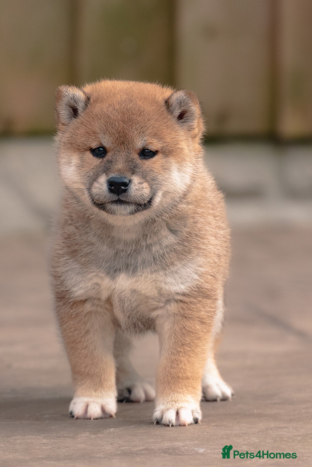 Japanese Shiba Inu dogs Shiba Inu Puppies – Top European Bloodlines UK KC - Advert 2