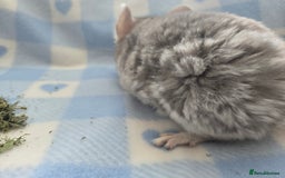 Chinchilla rodents for sale: Baby Chinchillas  - Image 12