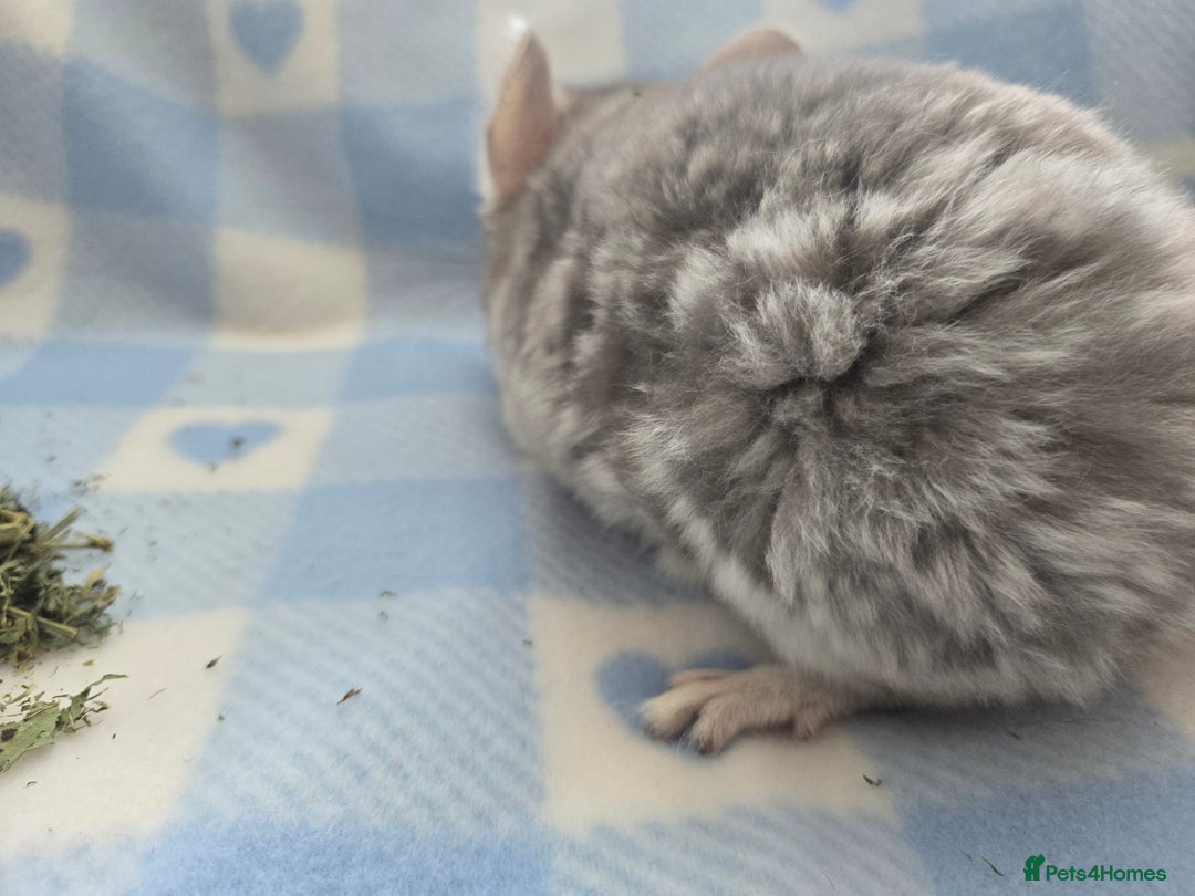 Chinchilla rodents for sale: Baby Chinchillas  - Image 12