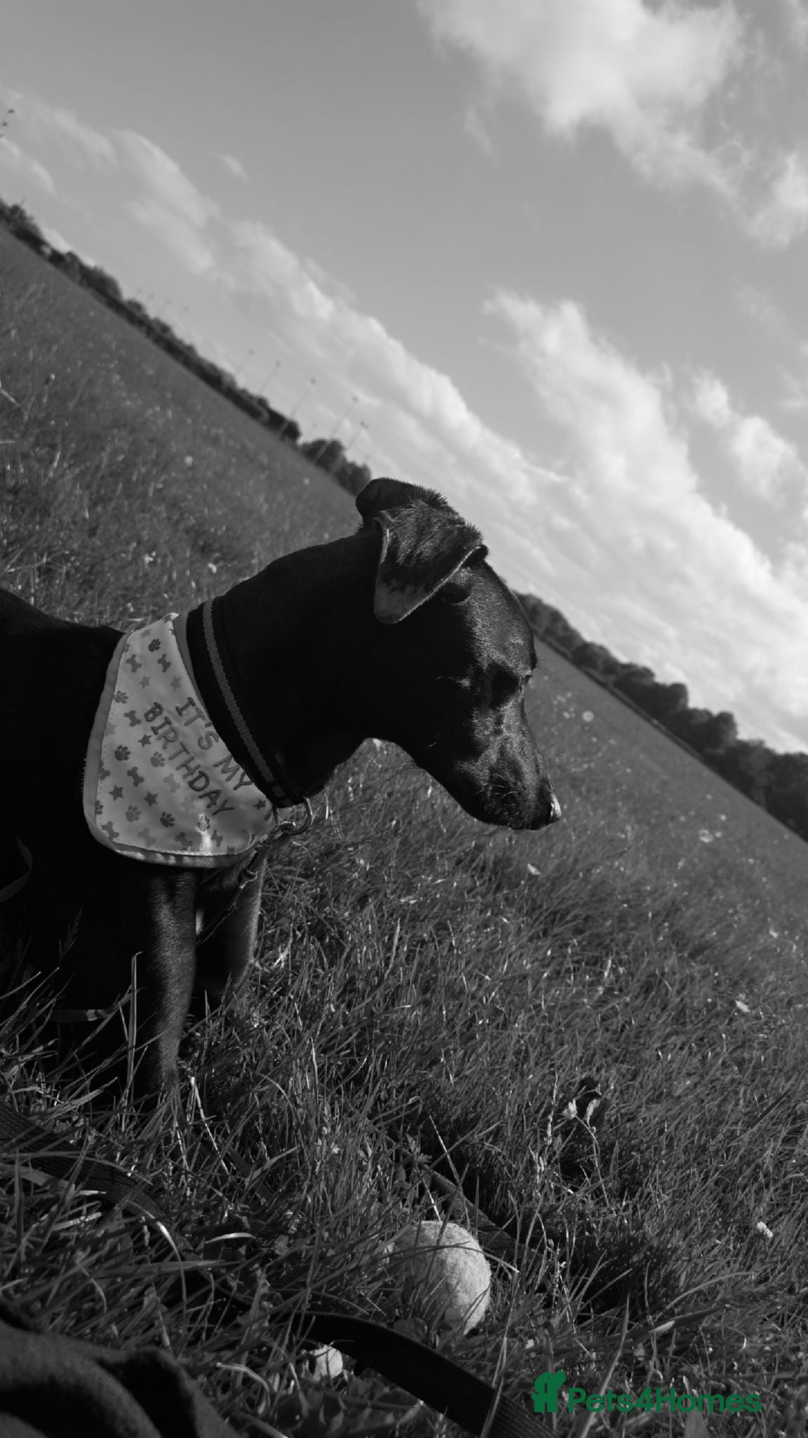 Mixed Breed dogs male for sale no fault of his - Advert 4