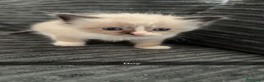 Ragdoll 3