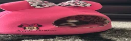 Shih Tzu dogs for sale: Delightful Imperial Shihtzu in Dronfield - Advert 6