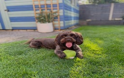 Cockapoo dogs for sale: F1b Cockapoo Puppies - Image 8