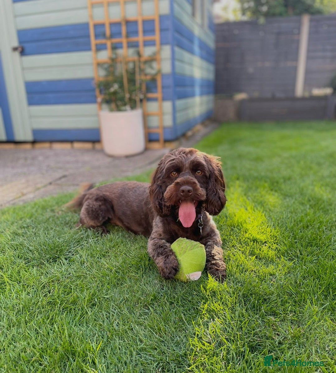 Cockapoo dogs for sale: F1b Cockapoo Puppies - Image 8