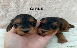 Cockapoo dogs for sale: F1 Cockapoo Puppies  - Image 13