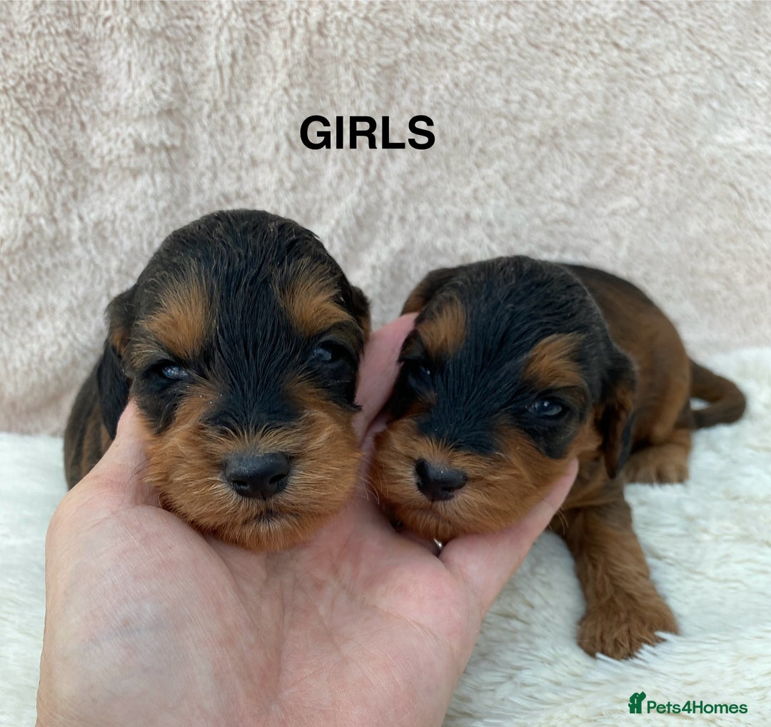 Cockapoo dogs for sale: F1 Cockapoo Puppies  - Image 13