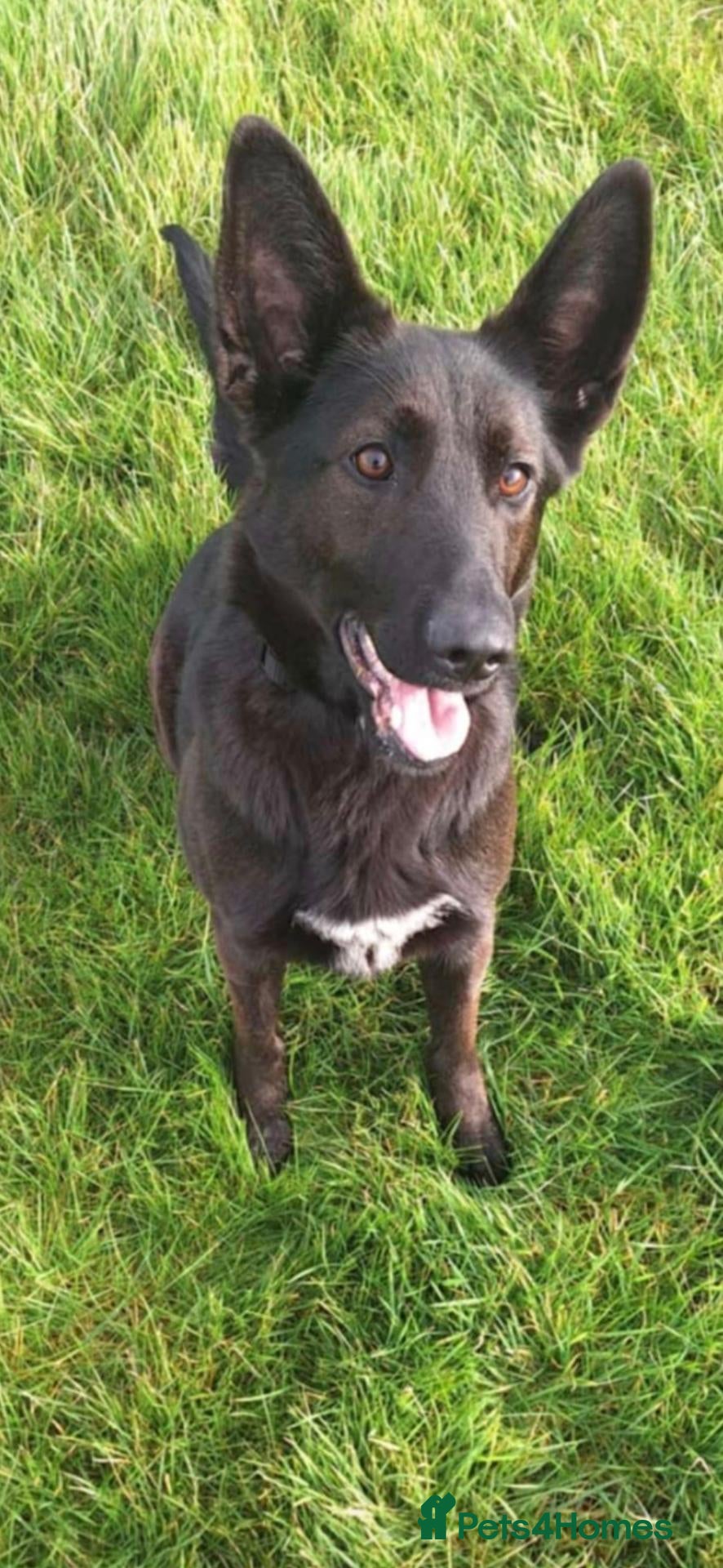 Mixed Breed dogs Raven, Lab x German Shepherd  - Advert 4