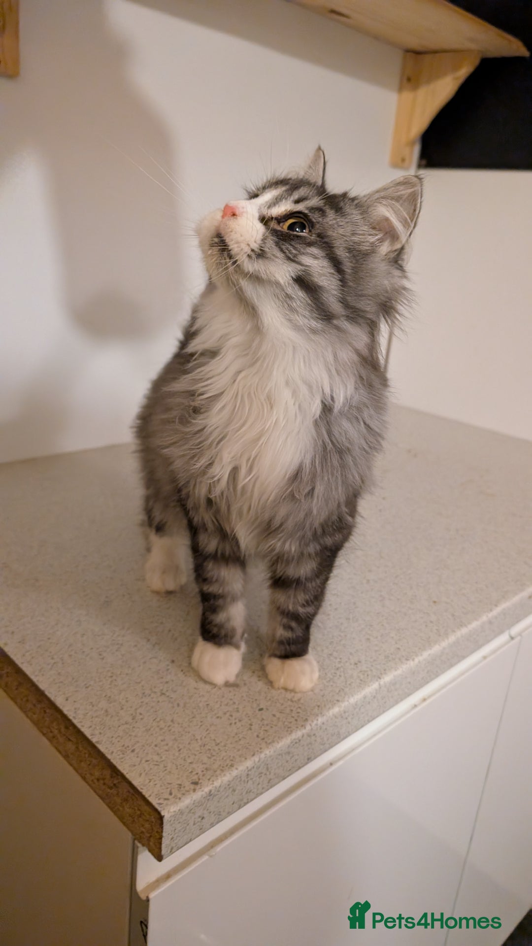 Maine Coon cats for sale: Maine Coon pedigree kittens  - Advert 10