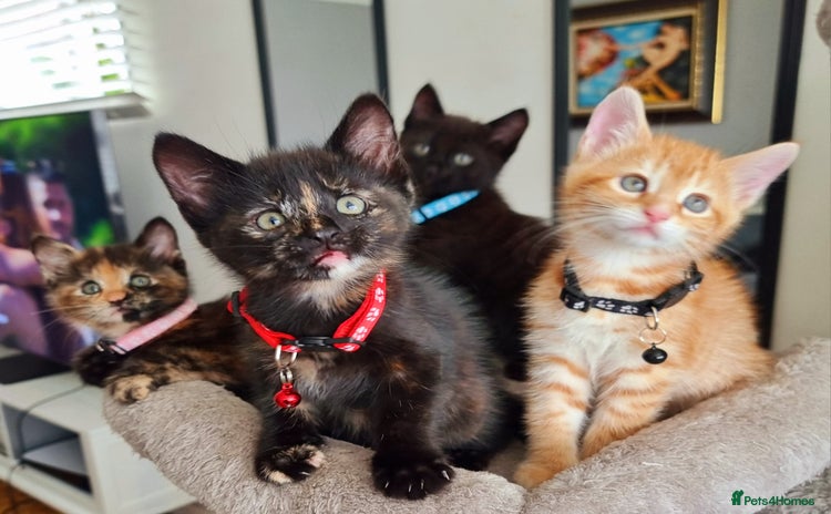 Mixed Breed cats - Advert 8
