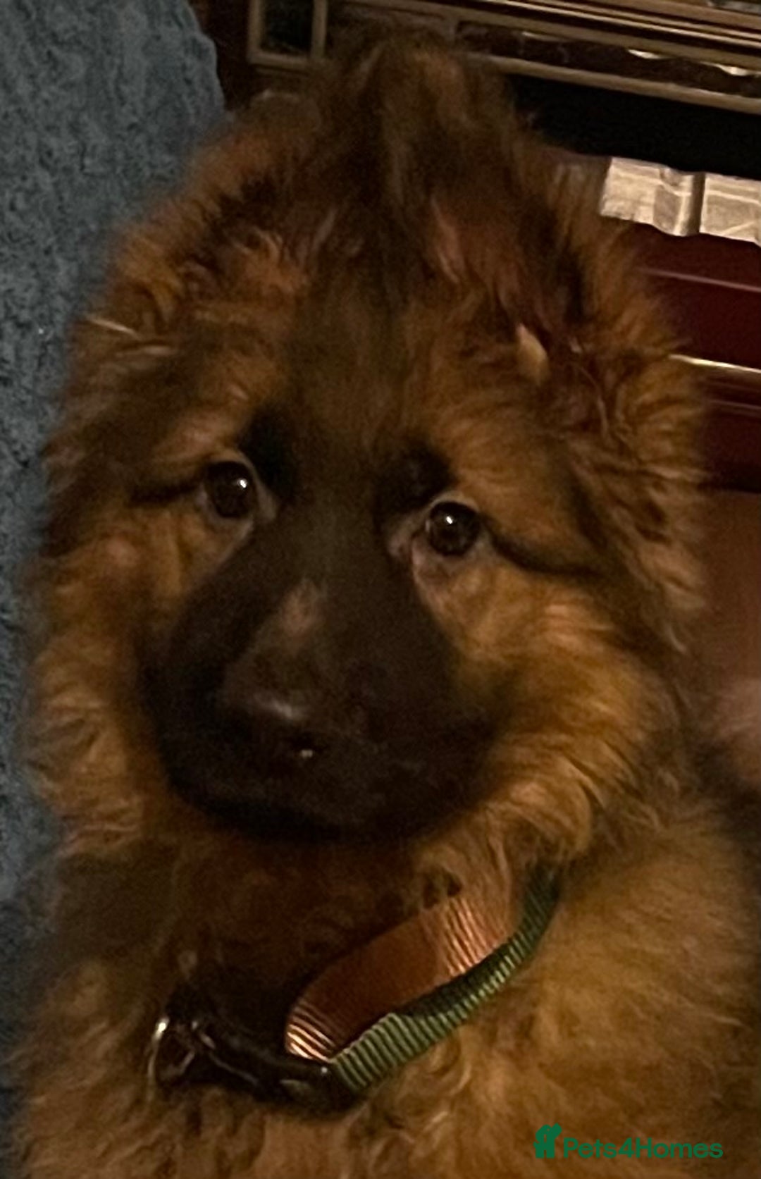 German Shepherd dogs for sale: German Shepherd MALE - Huge  - Advert 10