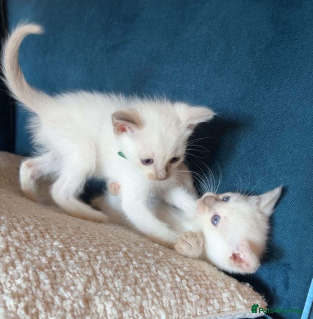 Ragamese cats for sale: Ragamese lilac kittens - Image 6