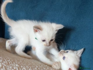 Ragamese cats Ragamese kittens ready 14th Dec - Advert 2