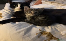 Mixed Breed cats for sale: Kitten for sale  - Image 3