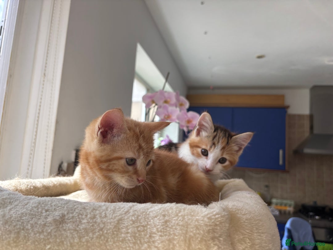 Mixed Breed cats for sale: 1/4 Maincoon dog friendly kittens - Image 18