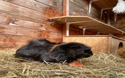 Guinea Pig rodents for sale: Pairs of guinea pigs for sale  - Image 2