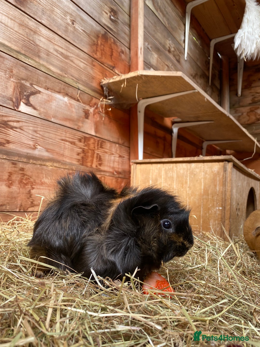 Guinea Pig rodents for sale: Pairs of guinea pigs for sale  - Image 2