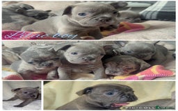 French Bulldog dogs for sale: Lilac blue eyed litter of 6. DWKC registered  - Image 7