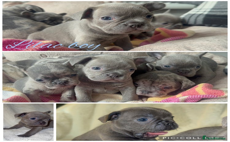French Bulldog dogs - Advert 6