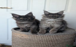 Maine Coon cats for sale: Maine coon kittens, Tica registered  - Image 16