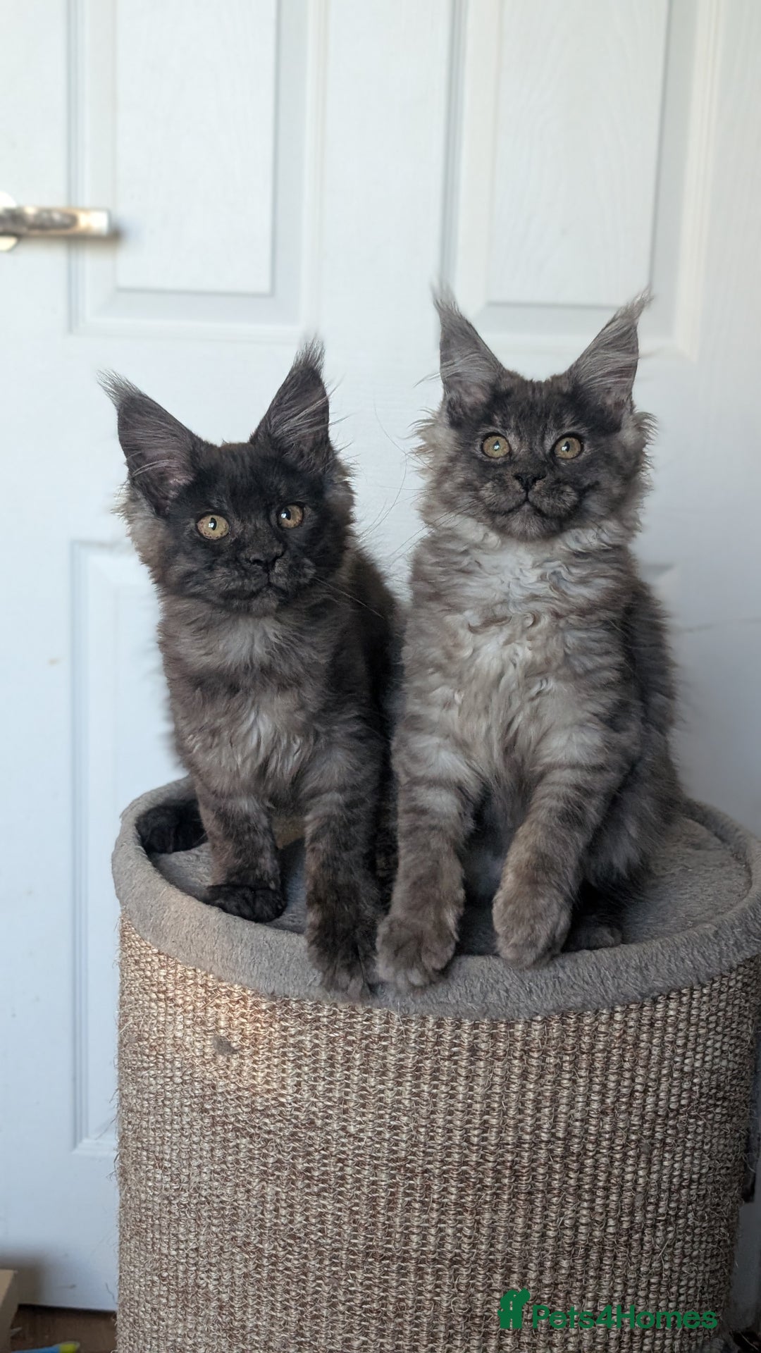 Maine Coon cats for sale: Maine coon kittens, Tica registered  - Image 16