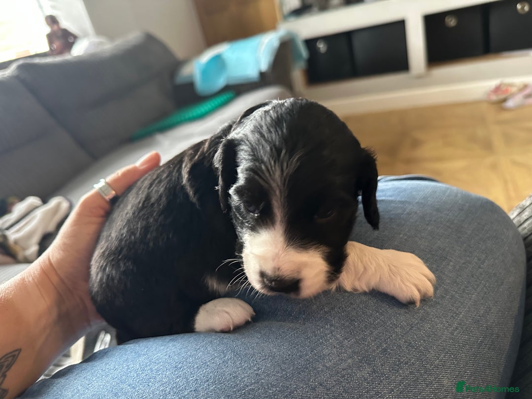 Mixed Breed dogs for sale: Border doodle - Image 19