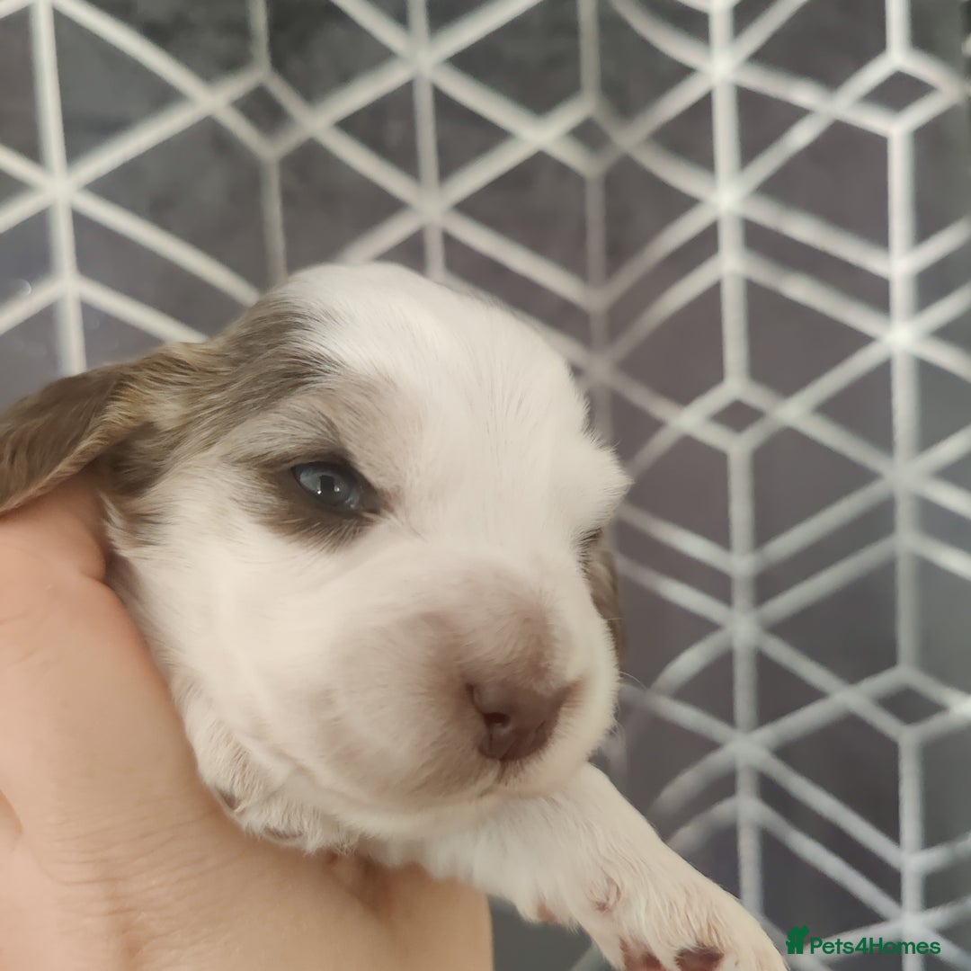 Cocker Spaniel dogs for sale: Show Type Cocker Spaniels Health Tested Parents  - Image 28