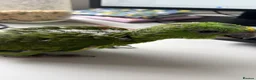 Parrots birds for sale: Yellow Nape Amazons breeding pair - Advert 7
