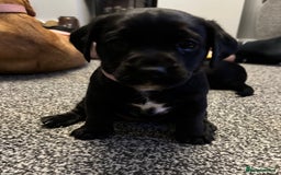 Mixed Breed dogs for sale: fox red Labrador X whippet puppies - Image 3