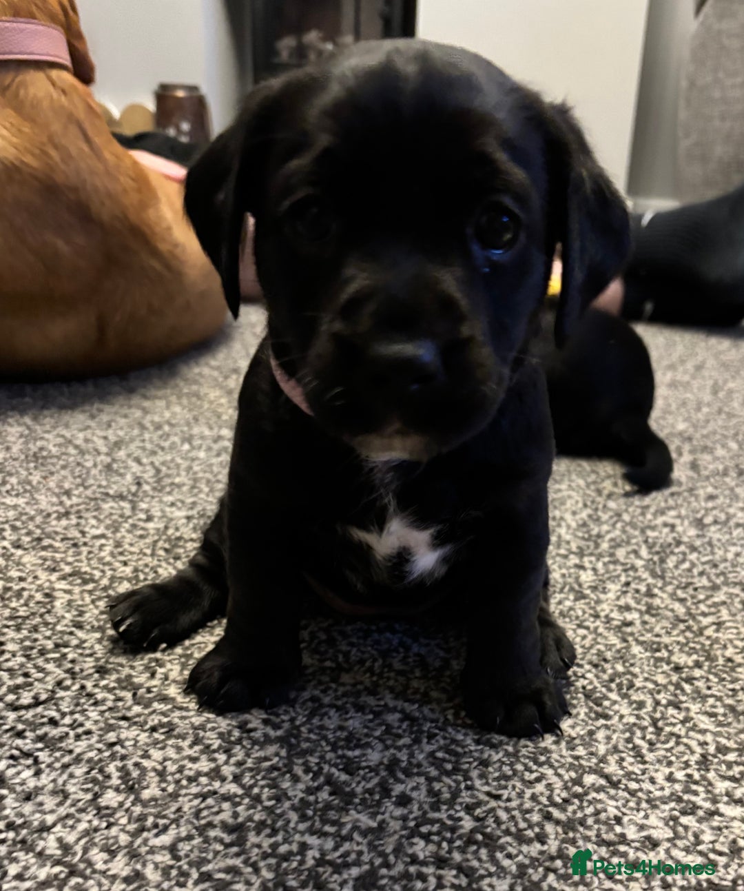 Mixed Breed dogs for sale: fox red Labrador X whippet puppies - Image 3