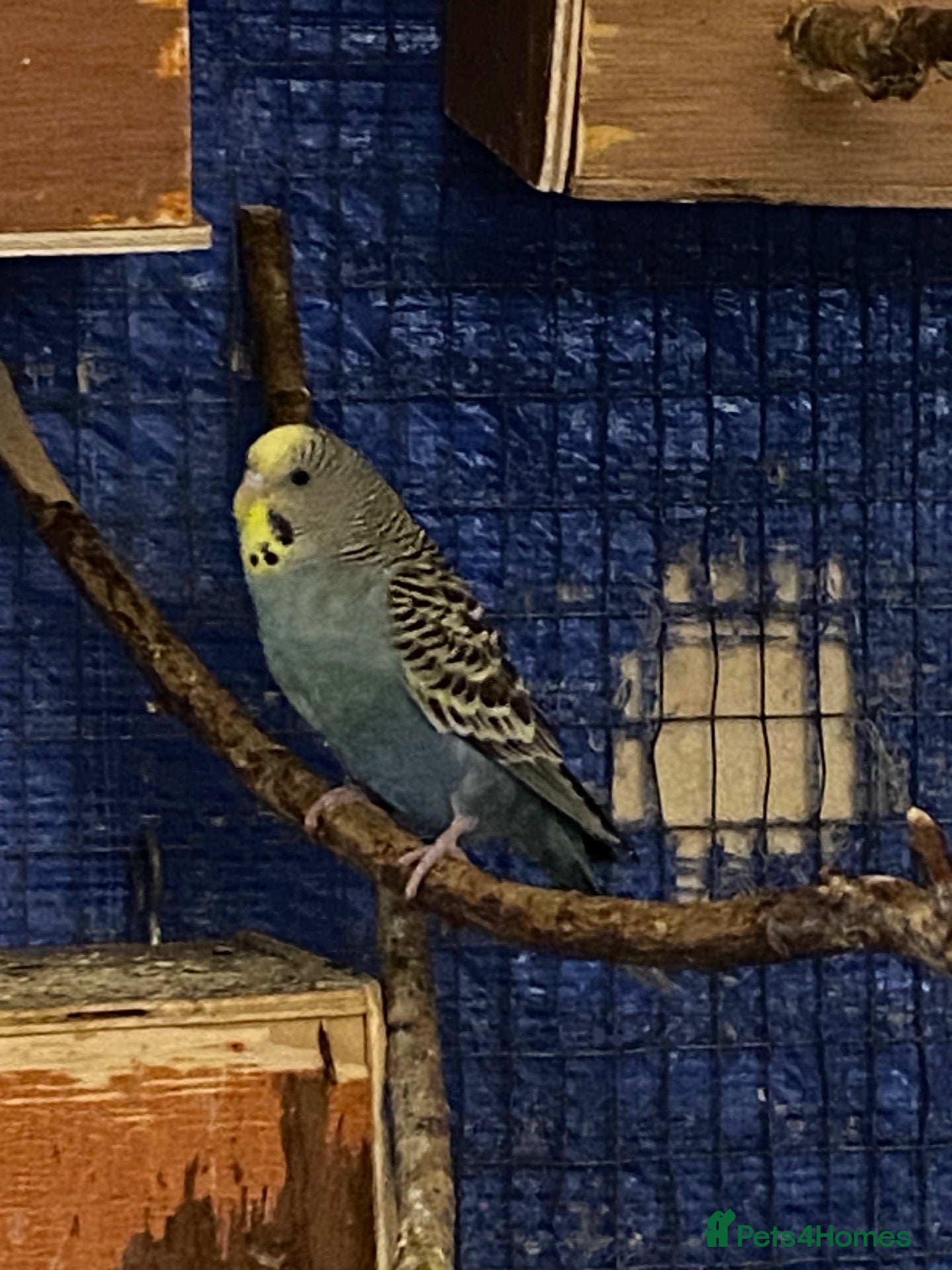Budgerigars birds for sale: 4 Budgies for sale  - Advert 8
