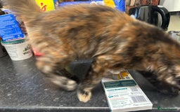 Maine Coon cats for sale:  2 beautiful maine coon kittens left - Image 25