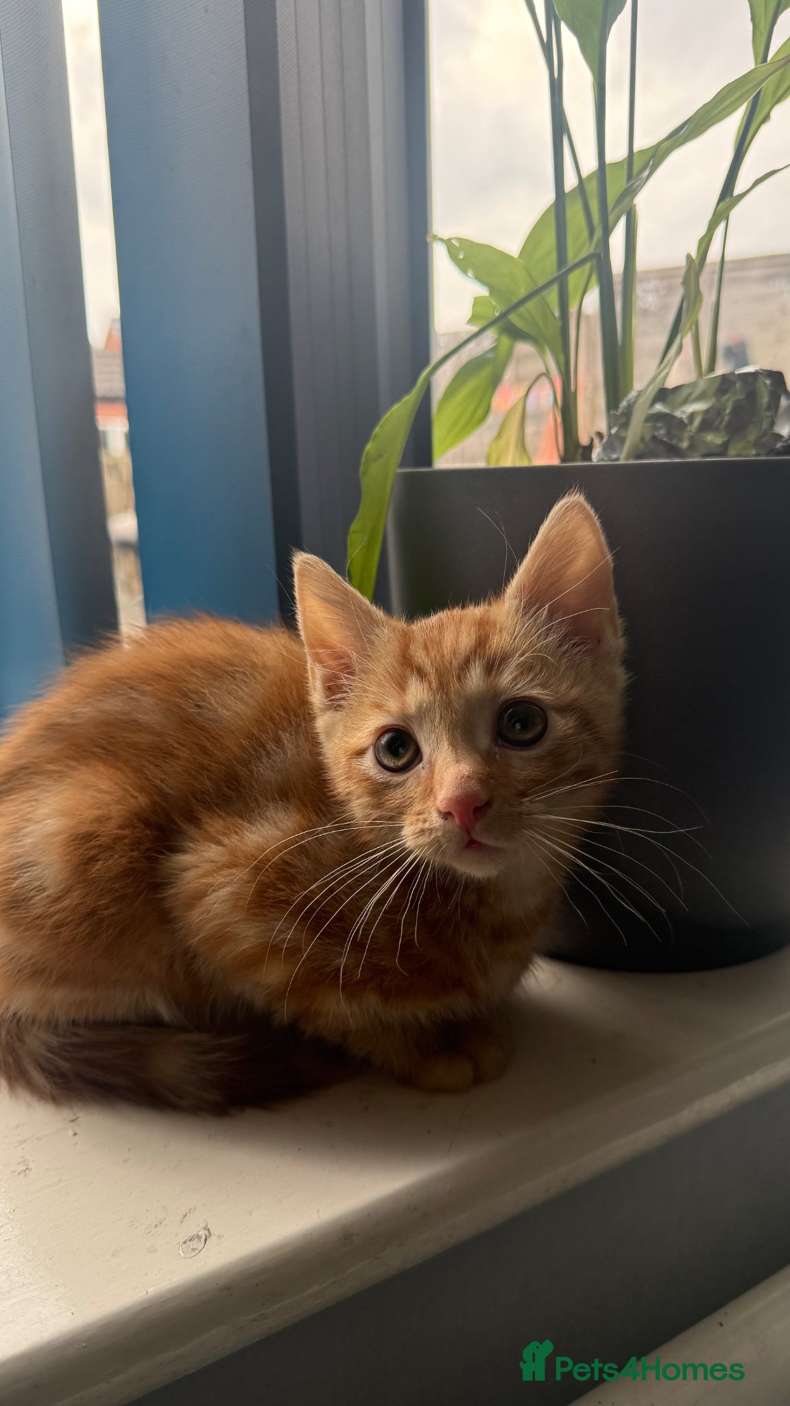 British Shorthair cats Ginger Kitten for Sale - Advert 5