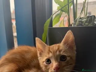 British Shorthair cats Ginger Kitten for Sale - Advert 5