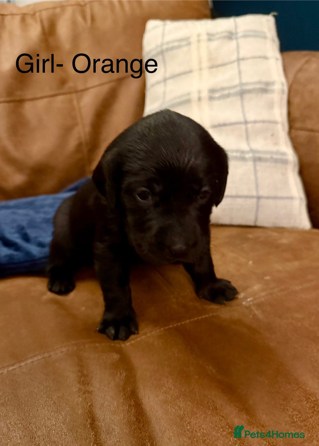 Labrador Retriever dogs for sale: Labrador puppies  - Advert 7