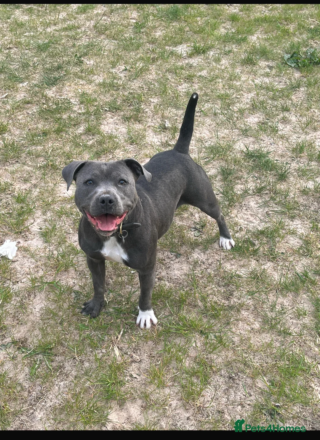 Staffordshire Bull Terrier dogs for sale: Geministaffs socks & Tilly (4⭐️ licensed breeders) - Advert 4