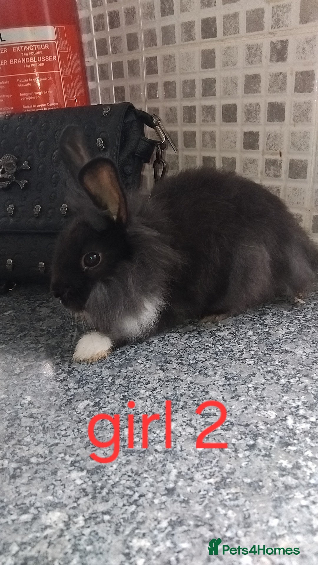 Lionhead rabbits for sale: 5 beautiful lionhead female babies - Image 8