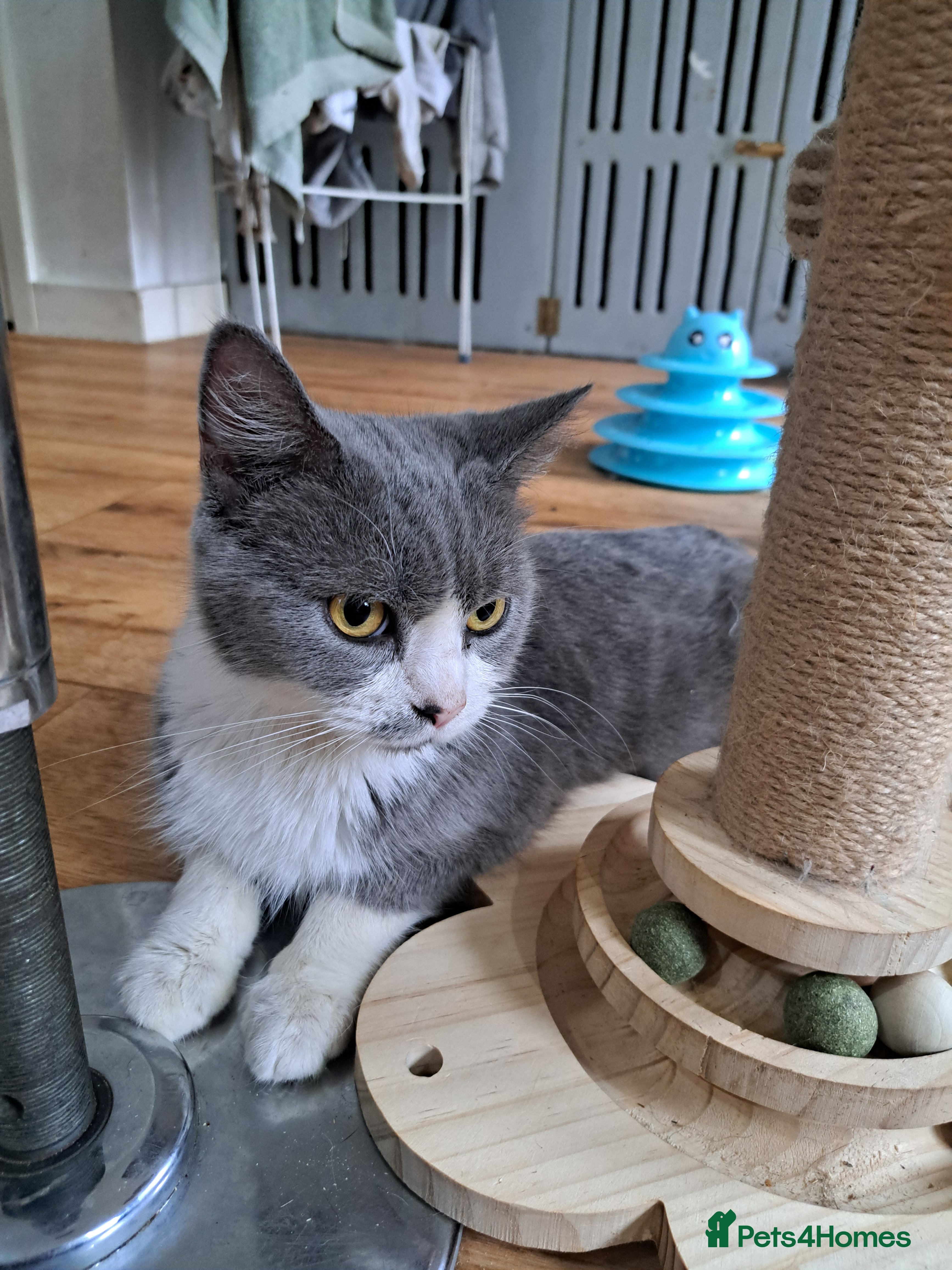 British Shorthair cats 2 adult females.  - Advert 1