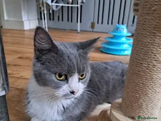 British Shorthair cats 2 adult females. - Advert 9