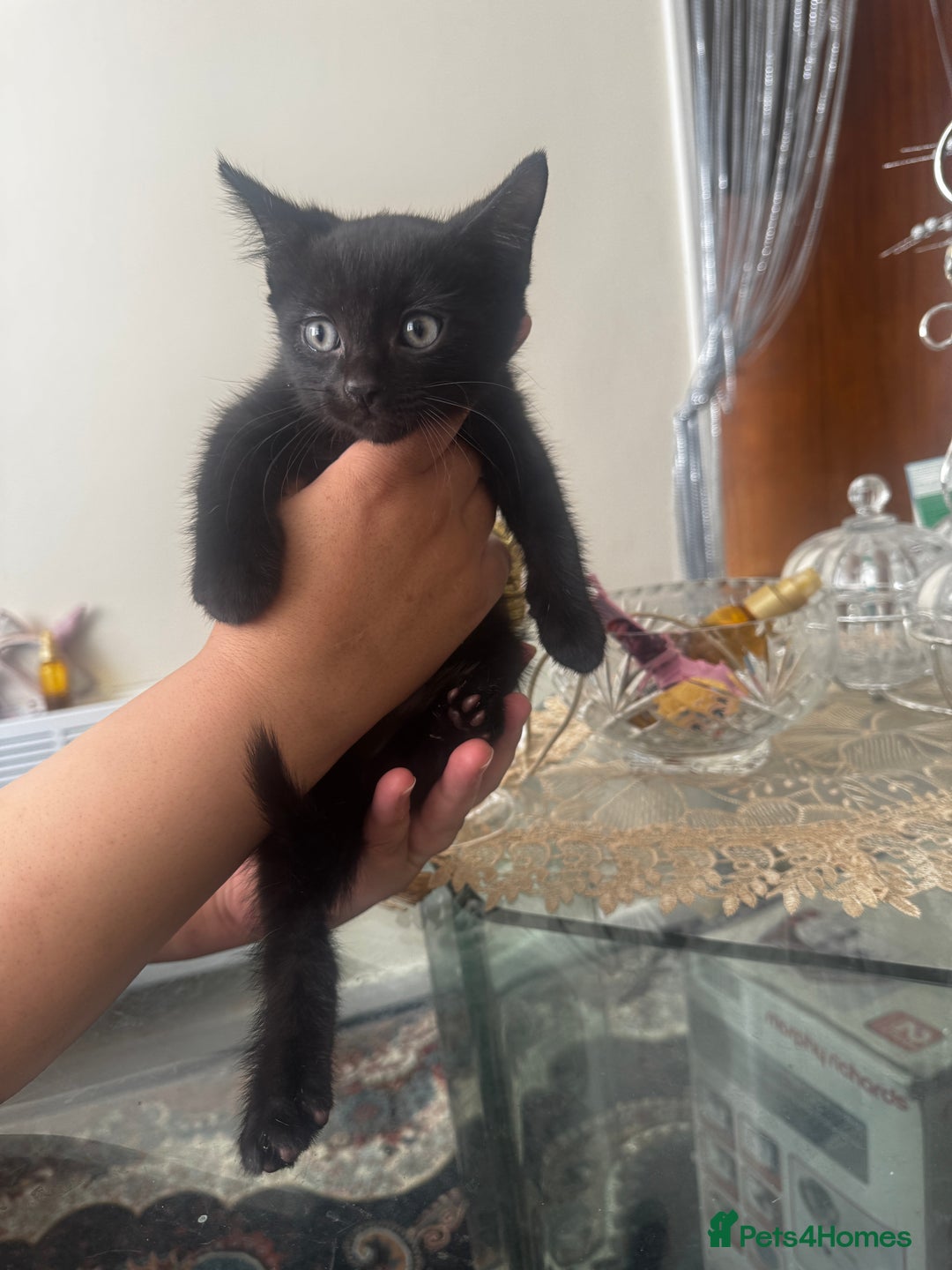 American Shorthair cats for sale: Kittens - Image 16
