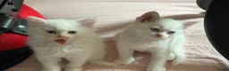 Mixed Breed cats for sale: Gorgeous kittens  - Advert 12